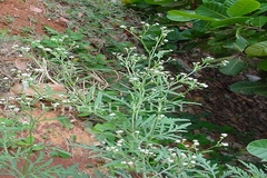 Parthenium hysterophorus